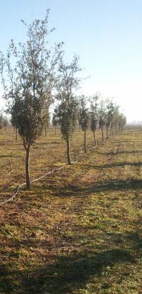 Trufera